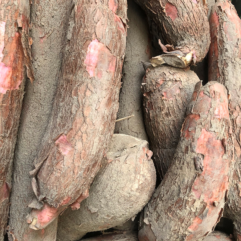 ¿Cuánto vale comercializar yuca criolla en la costa?