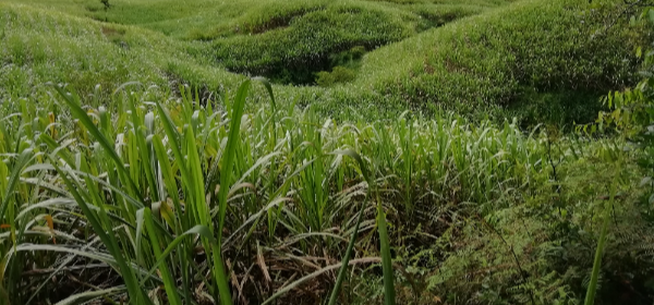 Abren convocatoria para producir semillas de caña y arroz