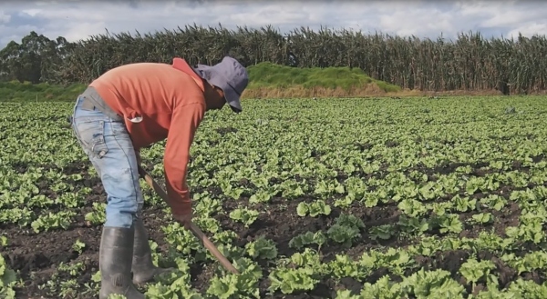 Banco Agrario baja tasas de interés para productores