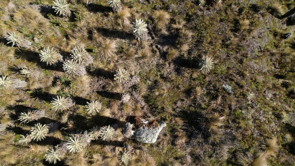 Zonas de reserva campesina podrán estar en áreas de Ley Segunda