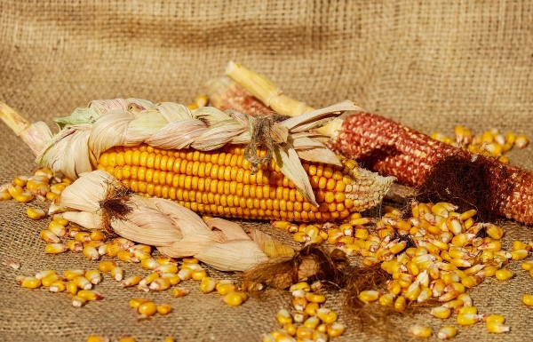 Ecuador reduce importación de maíz amarillo para 2024