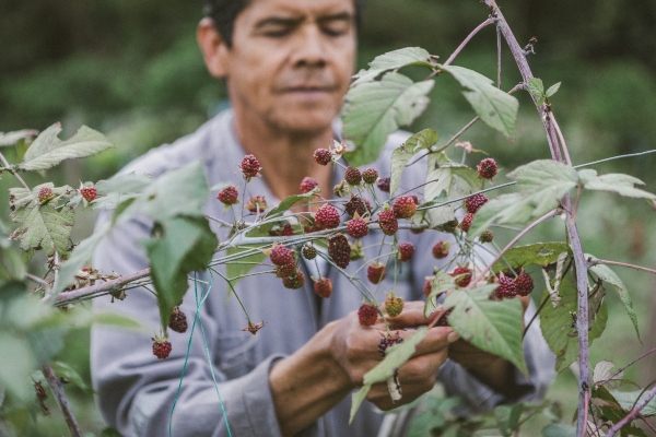 Hay $9 mil millones para producir mora, plátano y piña