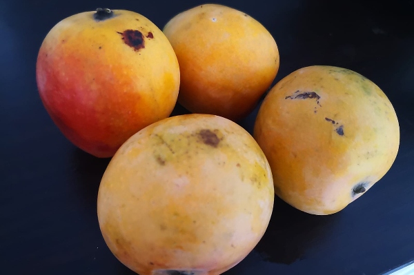 Singularidad del mango de azúcar es clave para su exportación