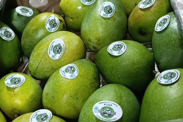 Colombia exportó mango de azúcar a Estados Unidos por mar