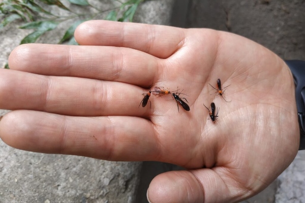Insecto del Eje Cafetero chamusca a los falsos pimientos de Bogotá