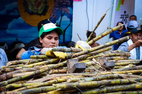 Sector panelero, más sostenible tras alianza firmada en Villeta