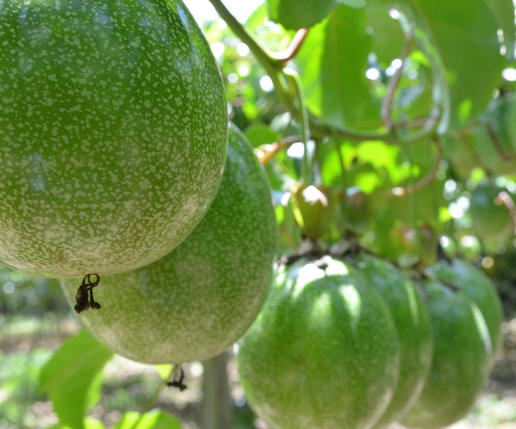 Precios de frutas y tubérculos a la baja, a 9 de mayo de 2025