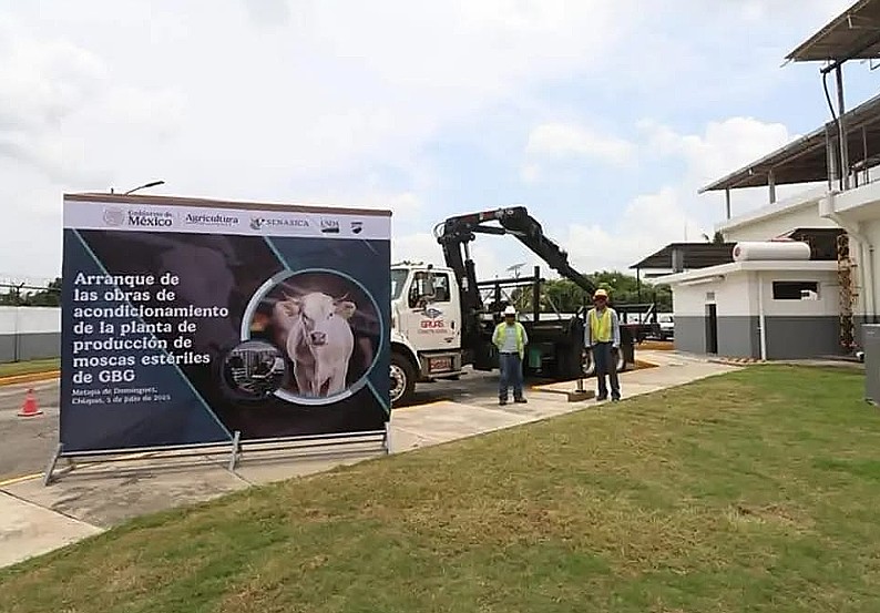 México: arranca planta de producción de moscas estériles del gusano barrenador
