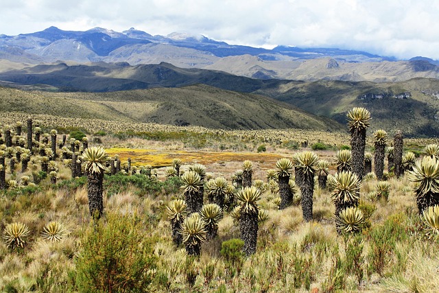 El 60 % de los páramos colombianos están invadidos por agricultura y ganadería