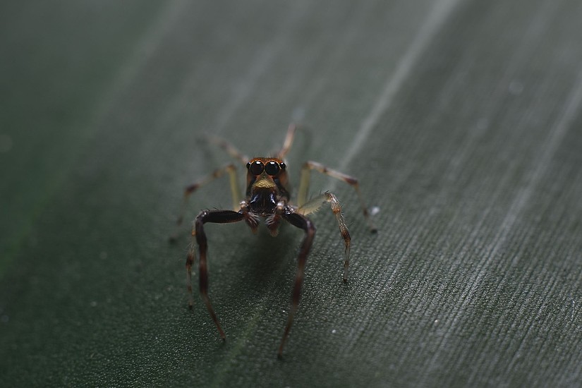 Descubren araña saltarina que reside en área rural de Momil, Córdoba