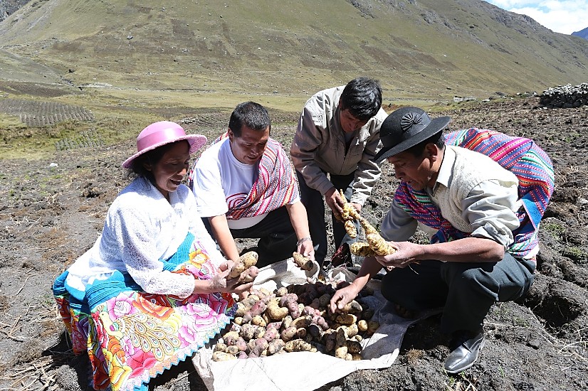 Crecimiento del sector agropecuario de Perú se prevé en 4.2%