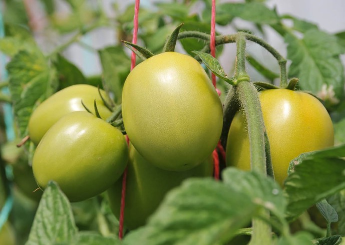 Estiércol de cerdo y bacterias, aliados para la producción sostenible de fertilizantes