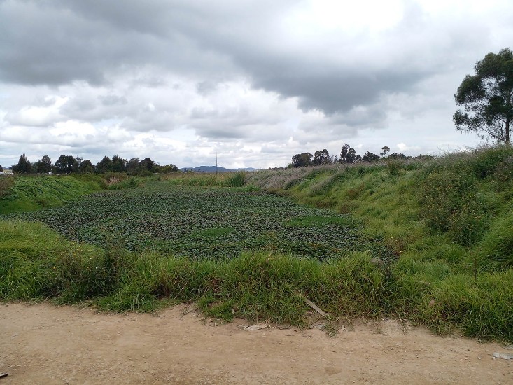 Agua del río Bogotá con bacterias fecales y metales pesados arriesga cultivos de hortalizas