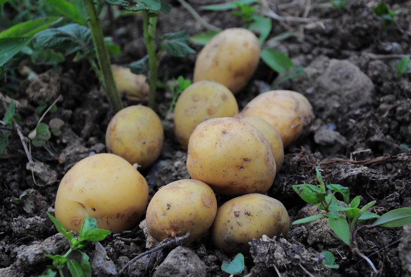 Cayeron los precios de verduras y tubérculos a 20 de febrero de 2026