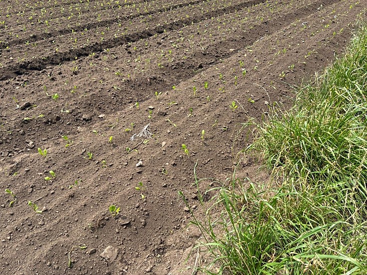 CAR intervino cultivo ilegal de papa en el río Bogotá