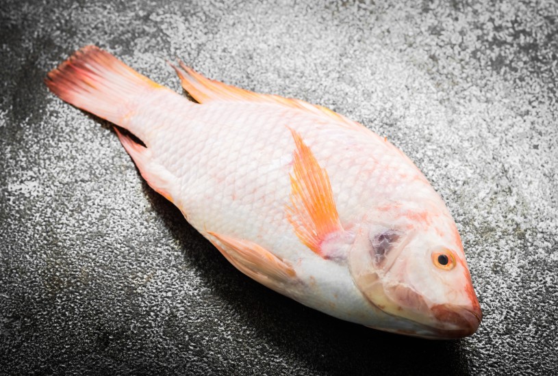 Consumo de pescado en Colombia pasó de 5 a 11 kilos per cápita al año