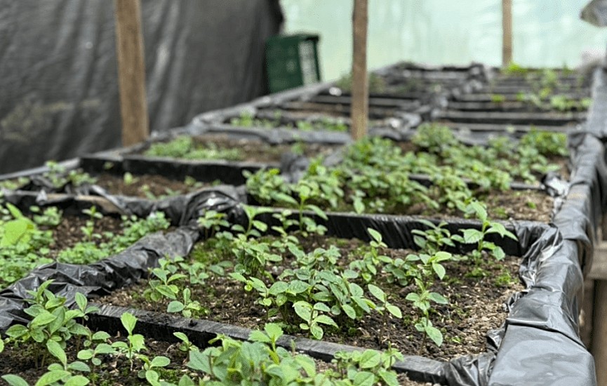 Sumapaz busca recuperación ambiental con dos viveros comunitarios