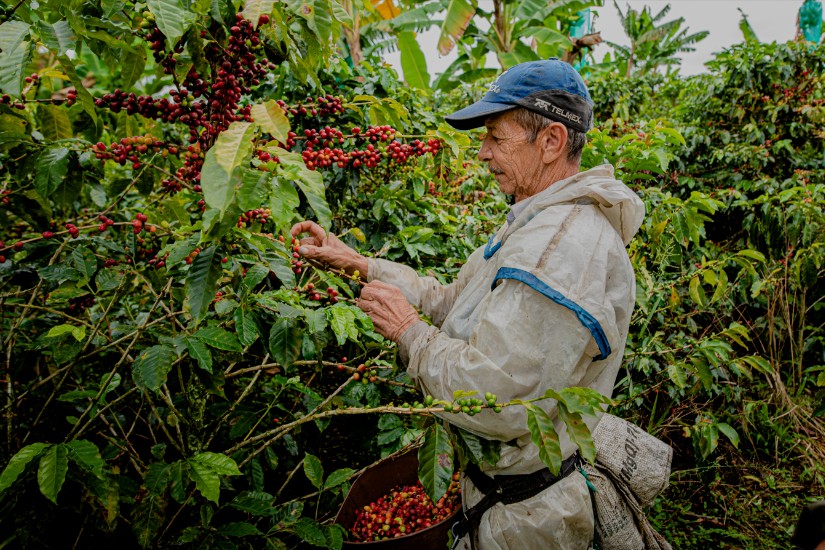 Caficultura caldense irá a la Feria del Café Coatepec
