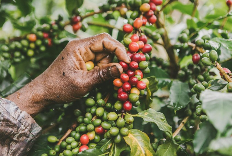 Más de 8.200 productores beneficiados con el programa FAIA