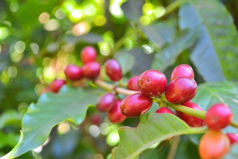 Más de $3.800 millones para fortalecer la productividad cafetera en Huila