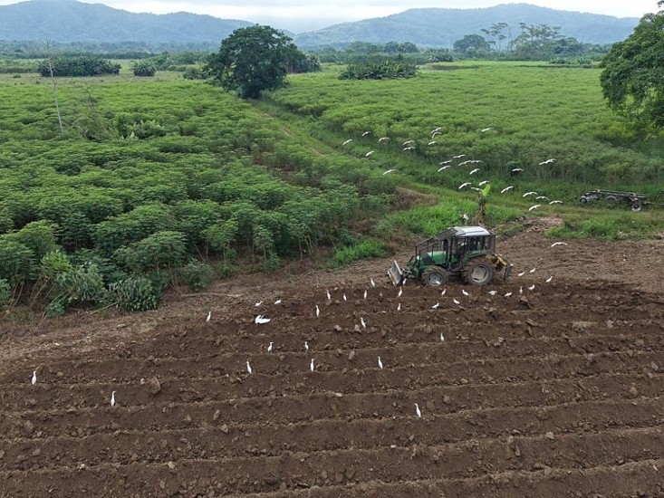 En Catatumbo siembran yuca, miel y otros alimentos para sustituir coca