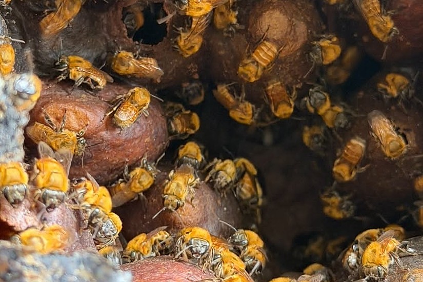 Rivera (Huila) tiene el primer museo vivo de abejas